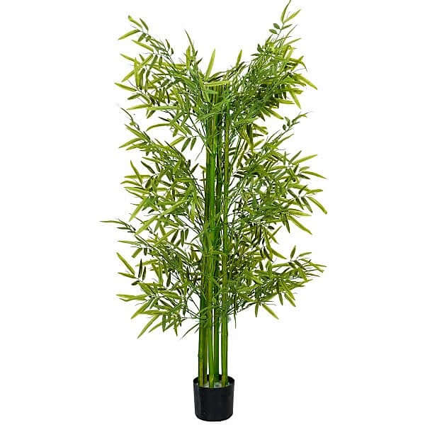 Bambus Green, Tropical Bamboo