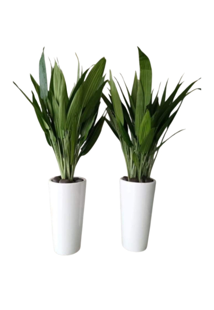 ASPIRADAS 2 Plants with Ceramic Pots (white-black)