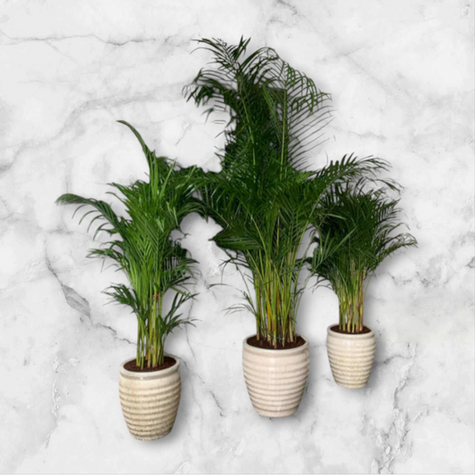 1 Large 2 Medium (3pcs) in Beige/white Ceramic Pots Bundle