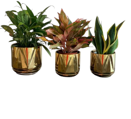3 Office Indoor Plant Air Purifying Bundle in Gold