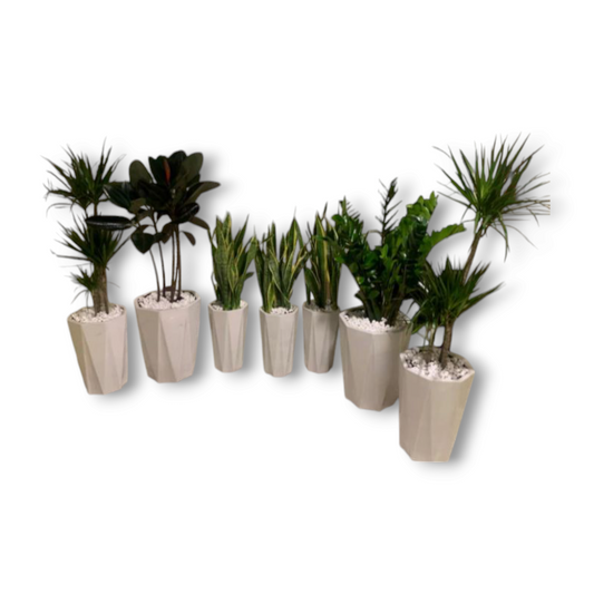 7plants Air Purifying Plants (7pcs) Bundle Deal