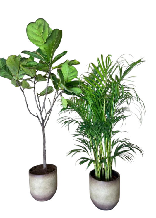 Air Purifying Bedroom Bundle in Ceramic Pots (white-black-others)