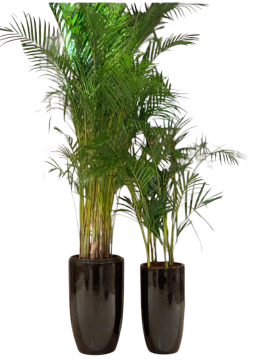 Areca Palm Big + Medium in Ceramic Pots (black-white)