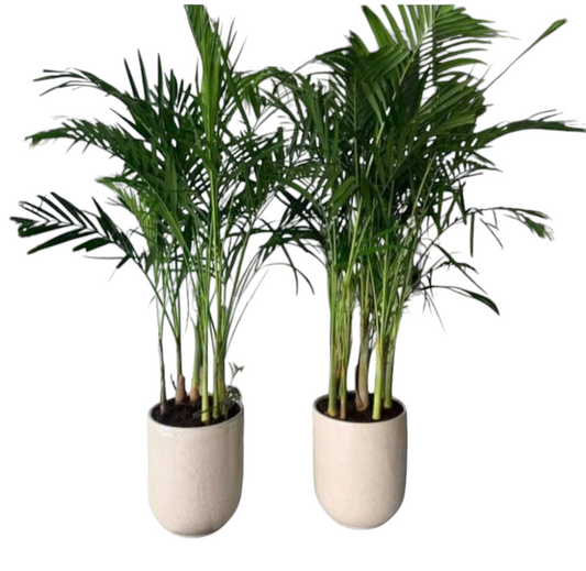 Areca Palm indoor 2 Plants with Ceramic (white-black)