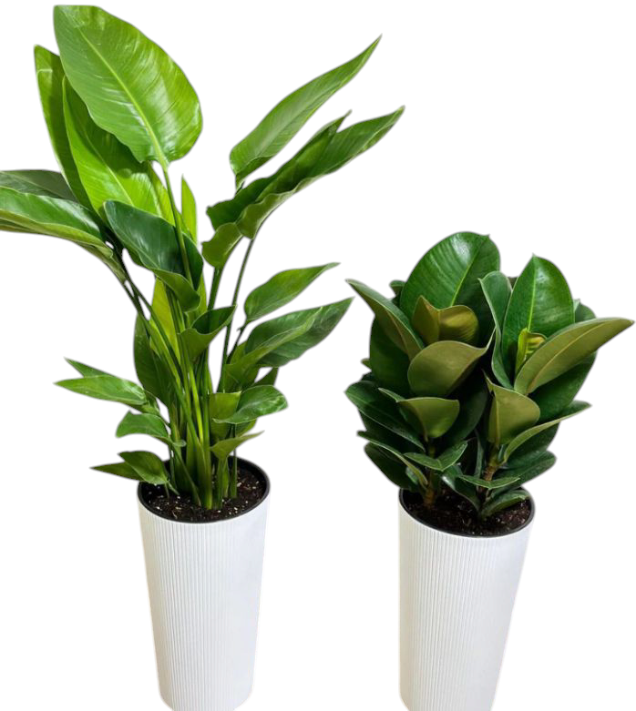 Birds of Paradise and Rubber Plant with Ceramic Pots