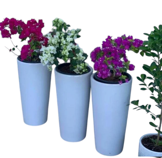 Bougainvillea bundle 3 plants with Ceramic Long Pots