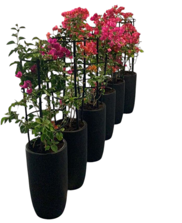 Bougainvillea Bundle 6 Plants in Black Matte Ceramic Pots