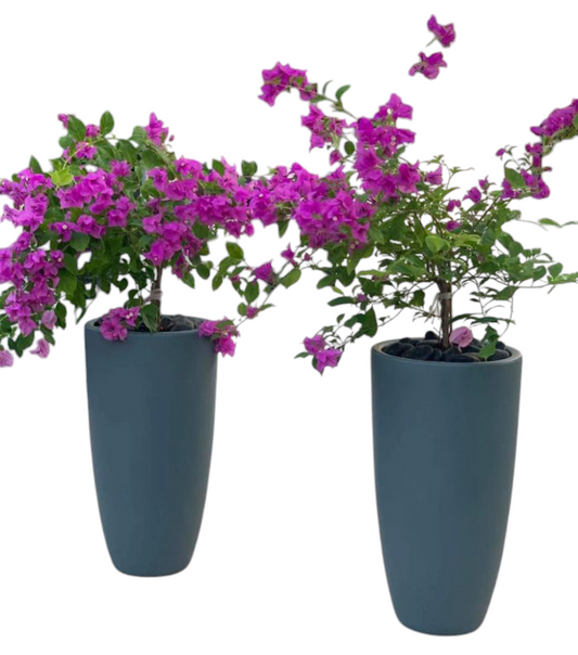 Bougainvillea Alexandra purple Bundle in Long Ceramic Pots (WHITE-BLACK-OTHER COLORS)