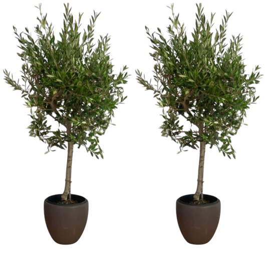 Bundle Olive 2 Plants with Ceramic Pots