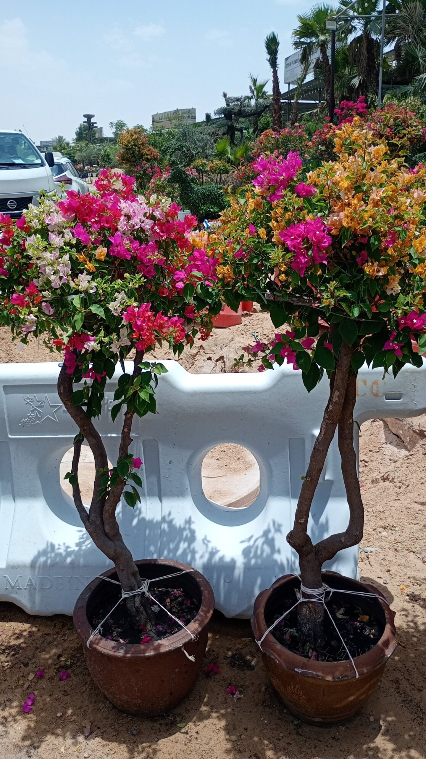 Bogainvellia one head 2 plants Bundle