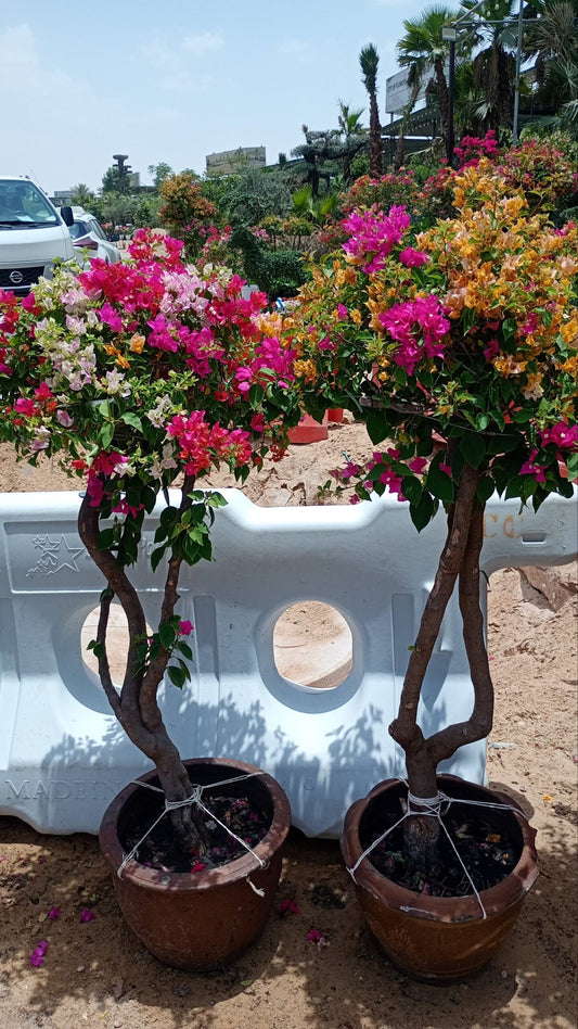 Bogainvellia one head 2 plants Bundle