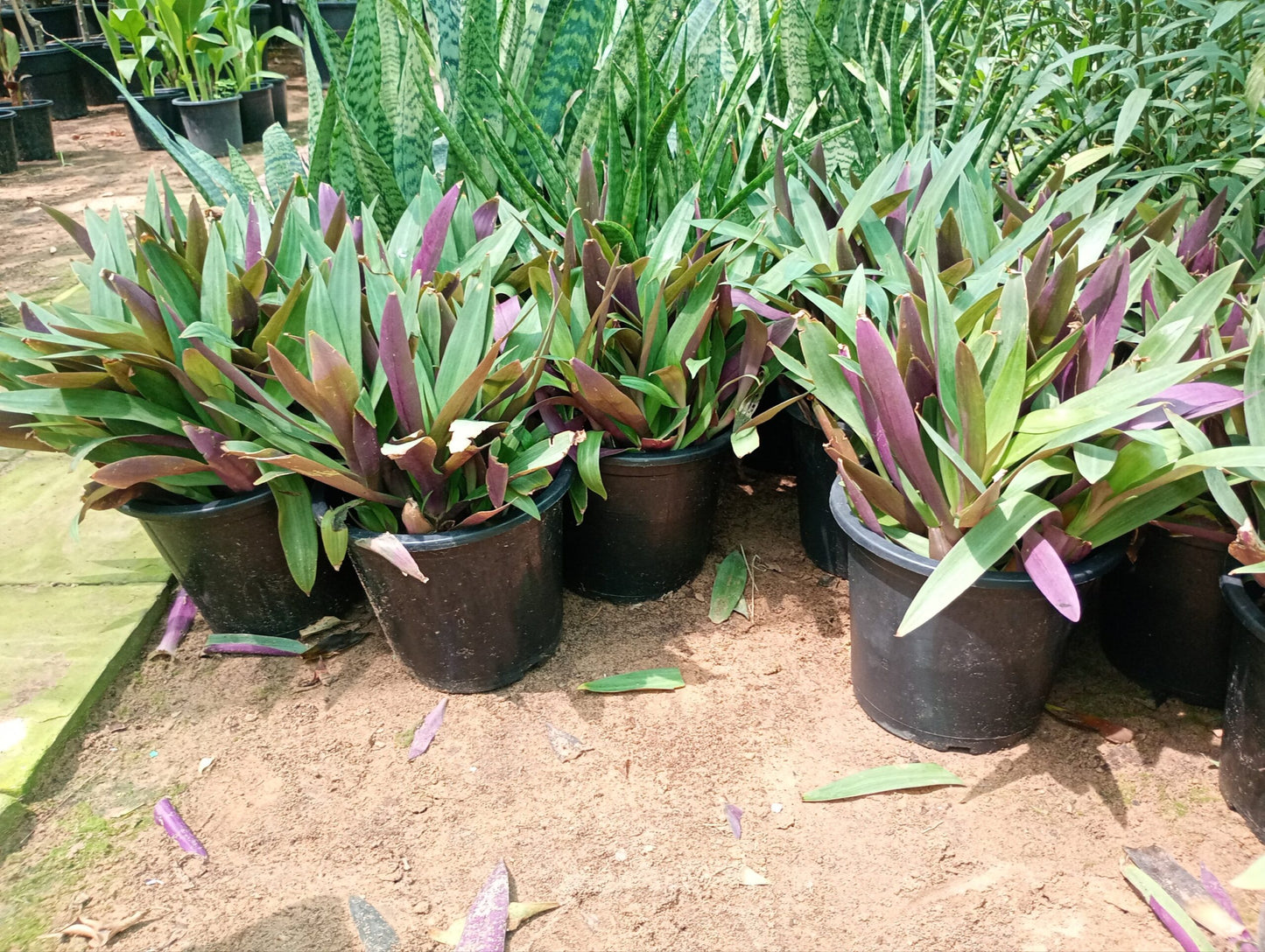 Roheo Flower 6liter pot