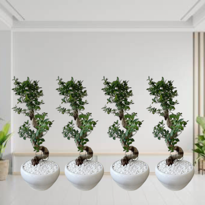 Bonsai $ Bundle 4 plants in white ceramic pots