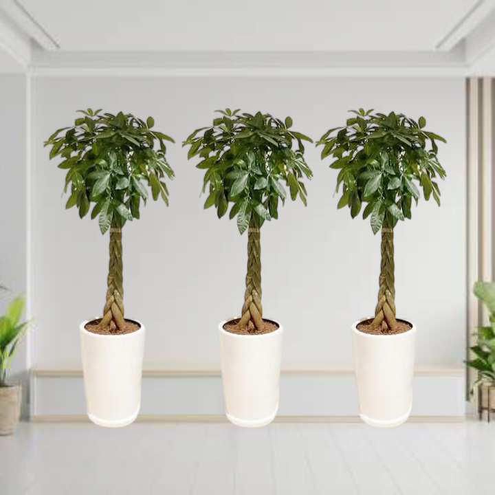 Patchera Twisted 3 Plants in Long White Ceramic Pots