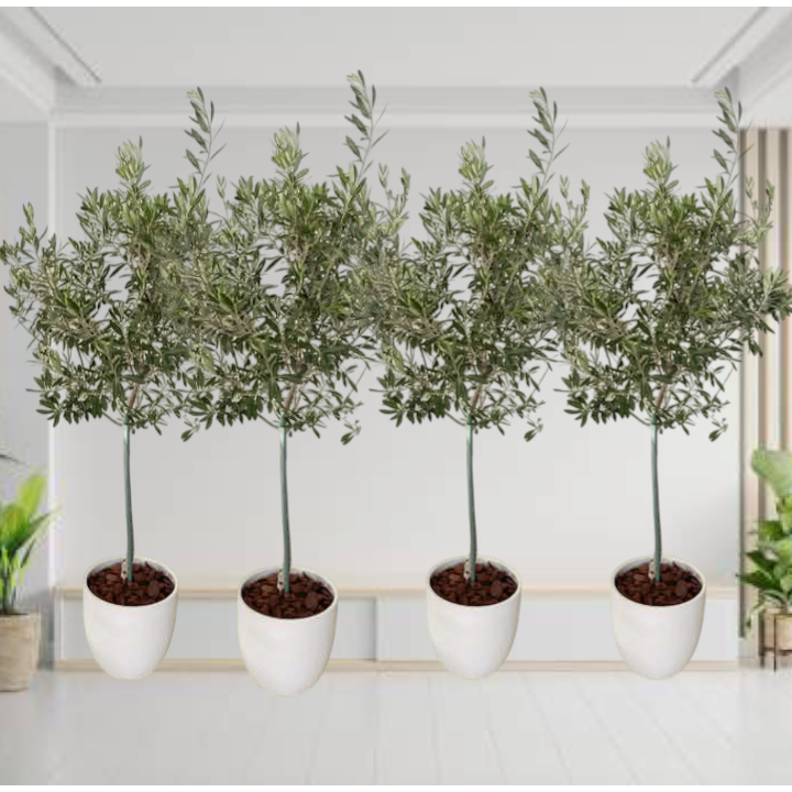 Olive 4 plants Bundle in White Ceramic pots (100cm)