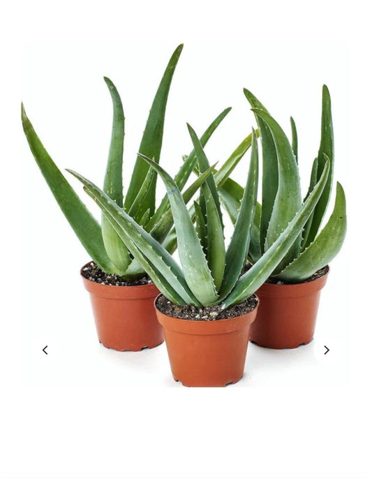 Aloe vera indoor 3 plants bundle