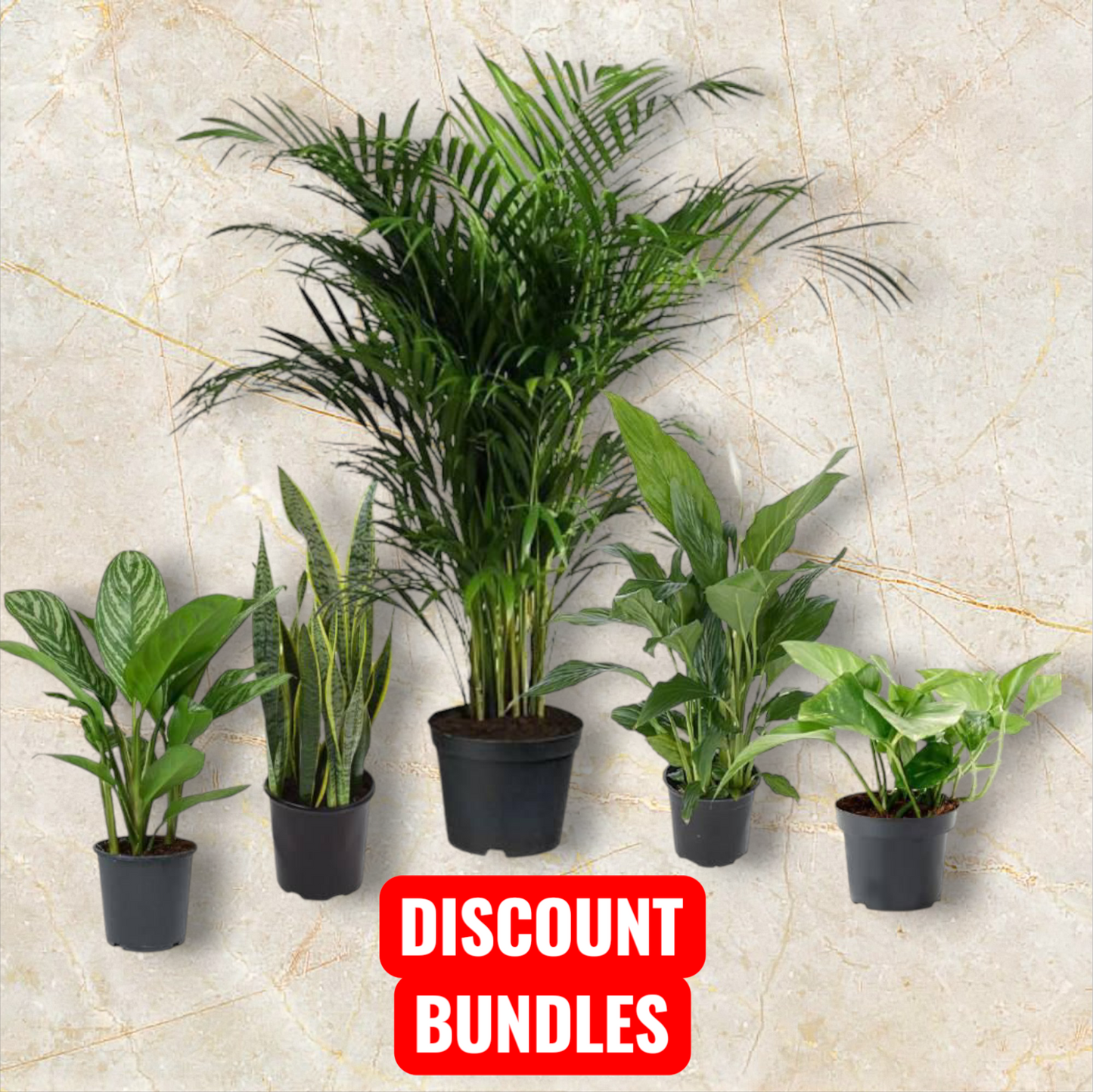5 Indoor Plant Pack - Areca Palm, Fiscus Elastic Rubber Plant, Peace lily, Snake Plant, Golden Money Plant