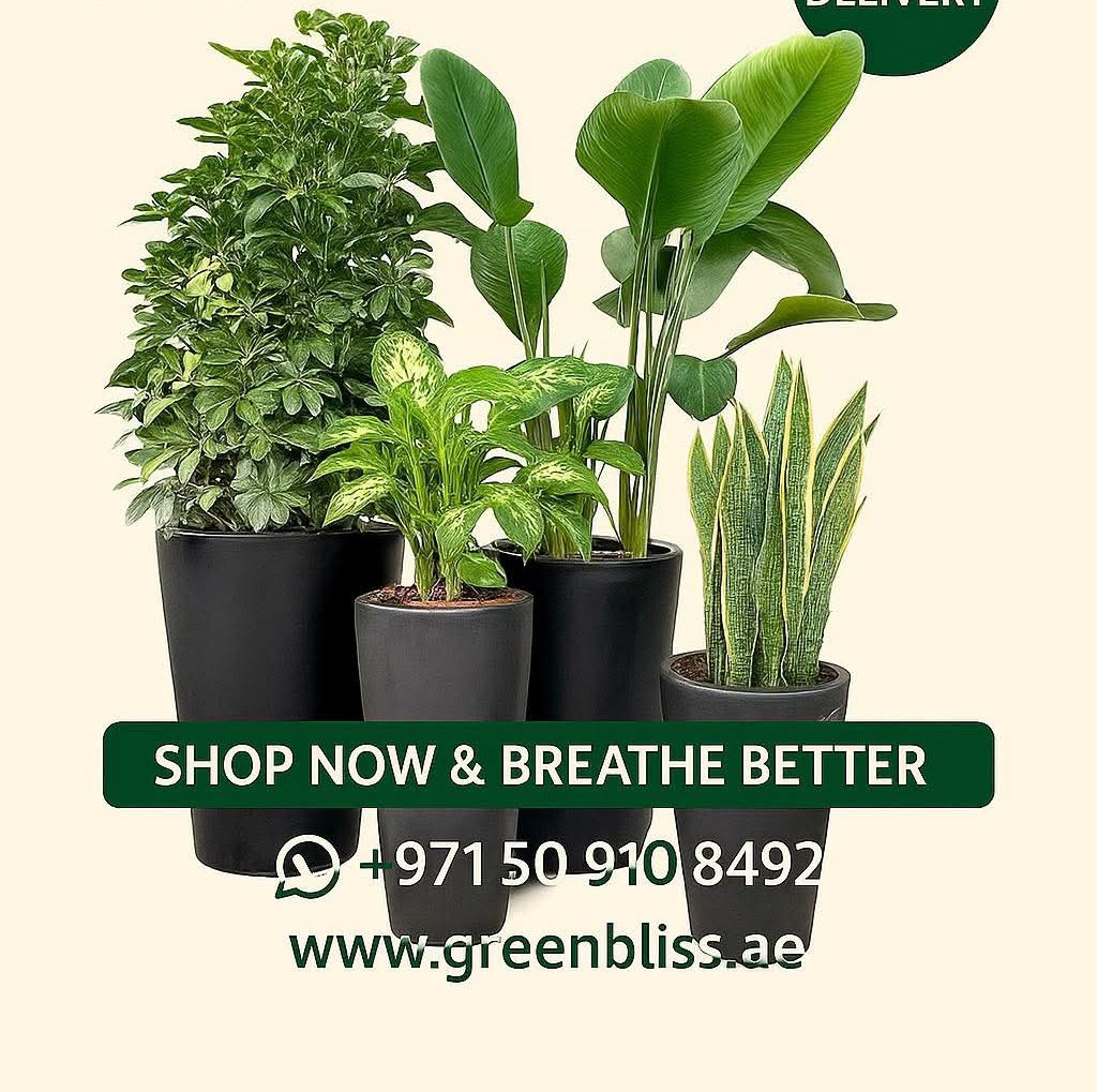 Indoor Best deal 4 plants in long ceramic pots