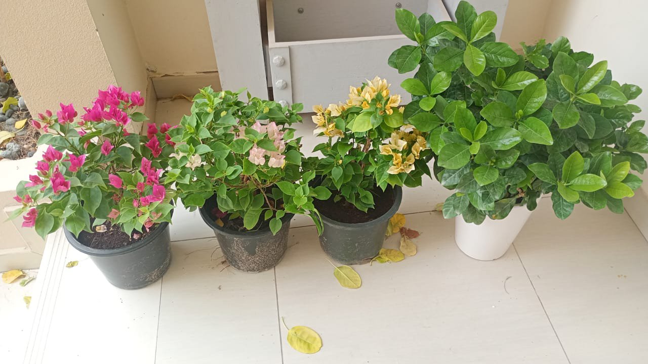 Outdoor Flower Bundle in Default plastic pots