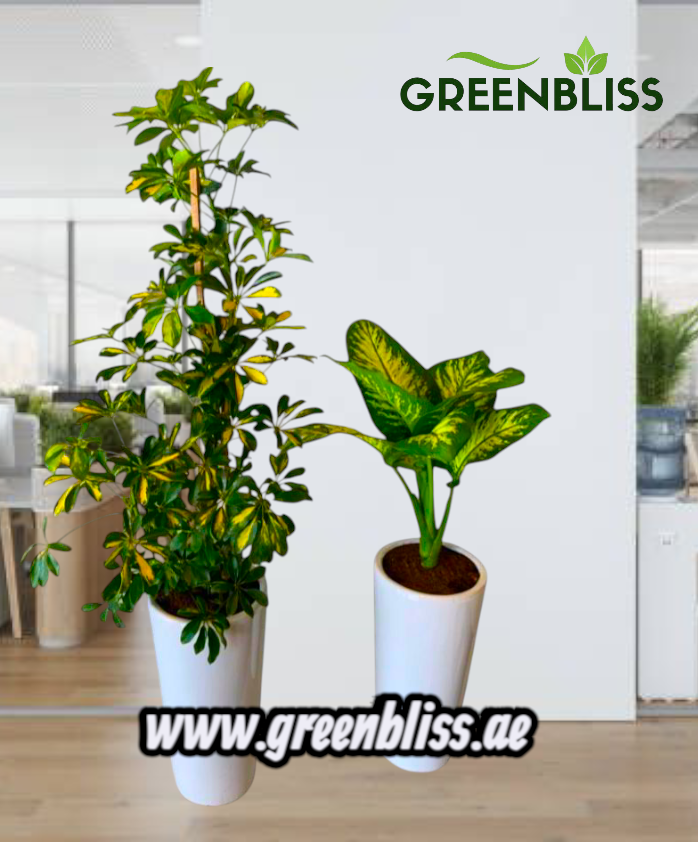 Bundle Offer 2 indoor Plants with Ceramic Pots