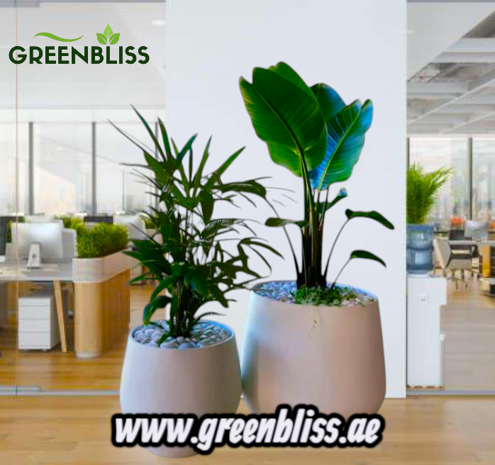 Bundle Indoor Rhapsis and bird of paradise in Fiber Pot