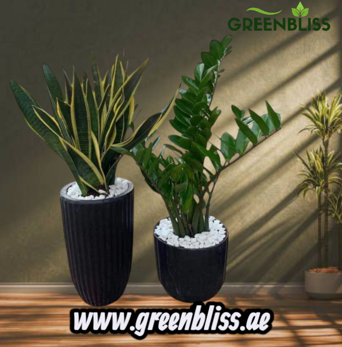 Bundle indoor Zizi and Snakeplant in Ceramic Pots (Black-White)