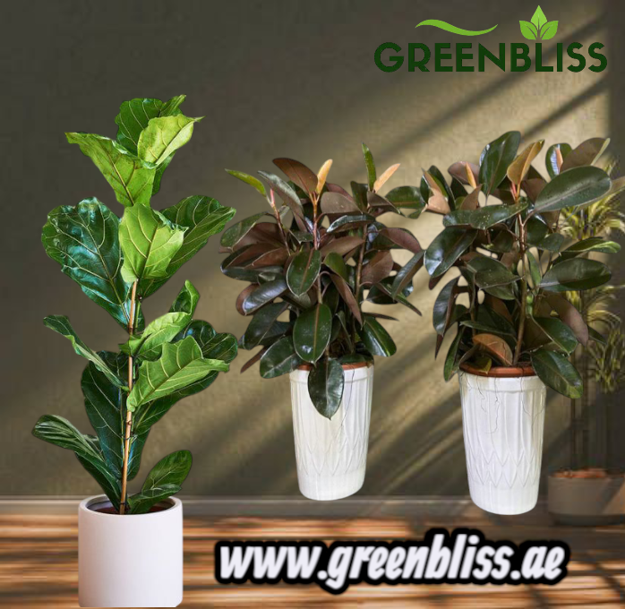 Office Plant 3 Air Purifying Bundle with Long Ceramic Pots
