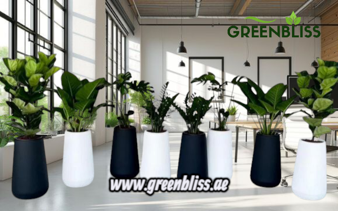 Office Plants Bundle (8plants) in Fiber Premium