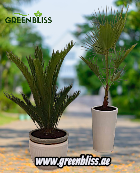 Outdoor Bundle Big Sago Palm + Washingtonia with Ceramic pots