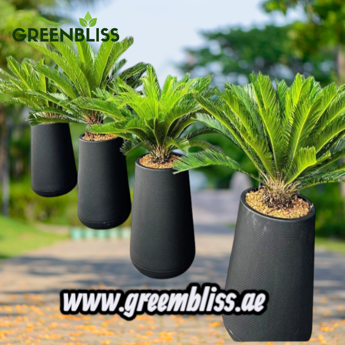 Sago Palm 4Plants Premium Bundle with Black Ceramic Pots Long