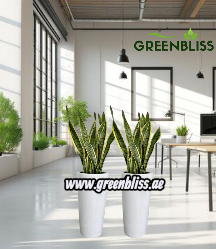 Snake Plant bundle of 2 in Ceramic (white-black)