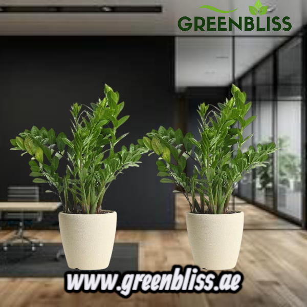 ZZ plant combo Long in black ceramic pot office deal