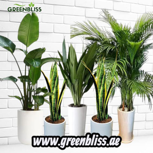 5 Best Air-Purifying indoor plants bundle in ceramic pots