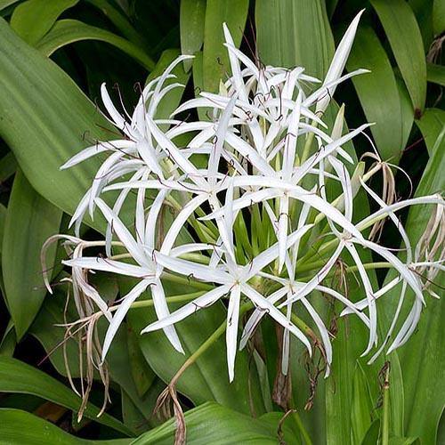 Crinum asiaticum, Spider lily or Seashore lily