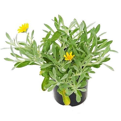 Gazania Uniflora, Treasure Flower (small)
