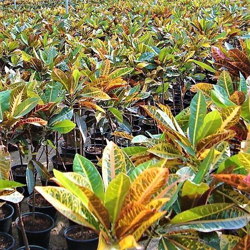 Codiaeum Variegatum Croton, Garden croton