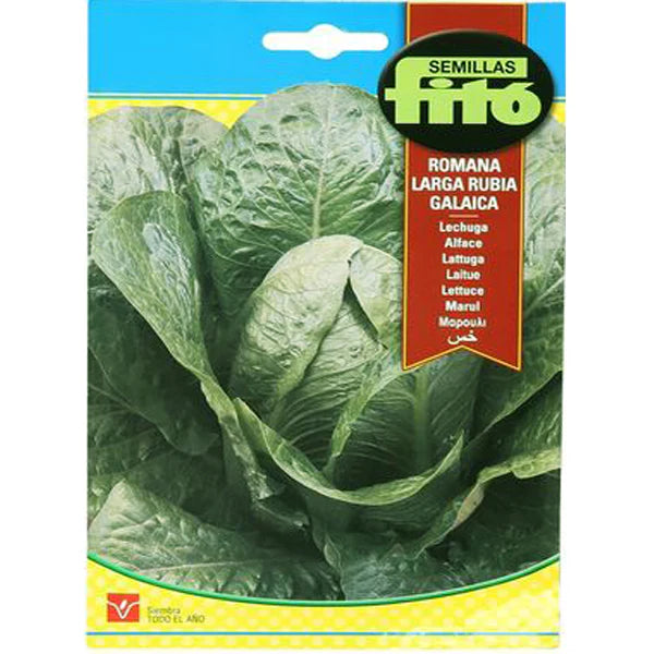 Lettuce Romana Larga Rubia Galacia Seeds