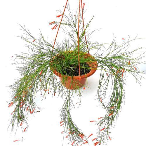 Russelia Equisetiformis, Coral Plant, Firecracker Plant