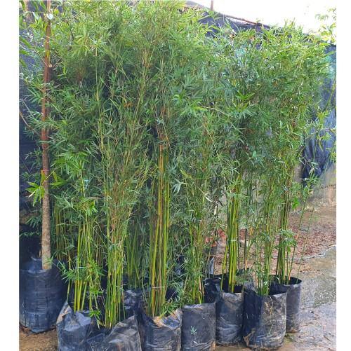Bambusa multiplex, Chinese Dwarf Bamboo
