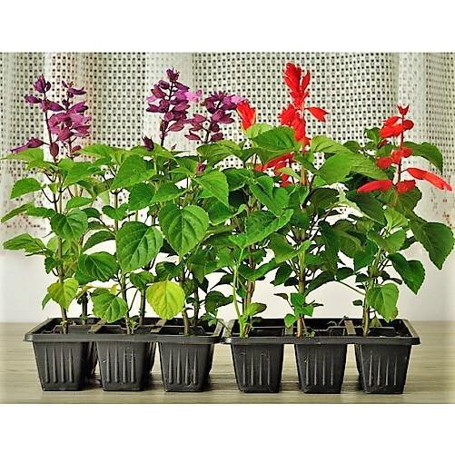Sage of the diviners, Salvia divinorum (small)