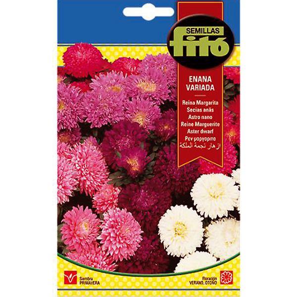 Aster Dwarf Queen Mixed Seeds