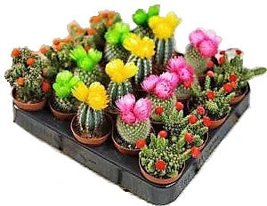 Ornamental Cactus Small
