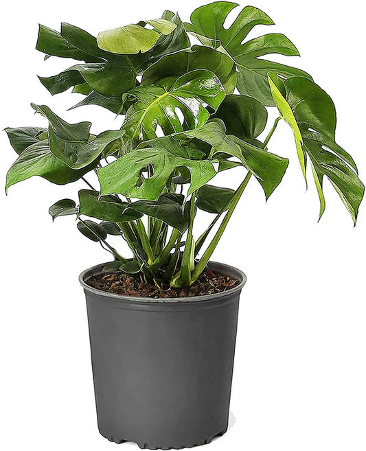 Monstera Adansonii, Swiss Cheese Plant