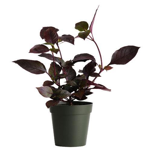 Alternanthera, Purple Knight (small)