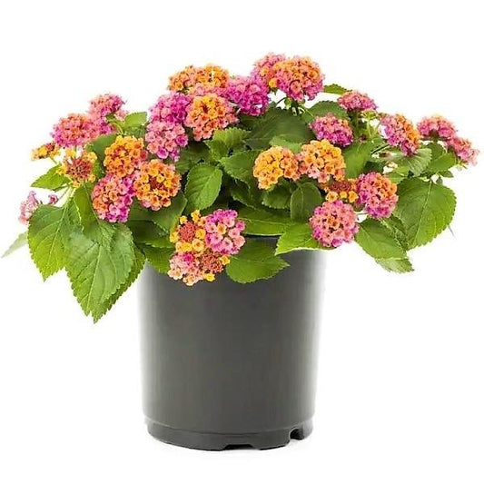 Lantana Camara Pink