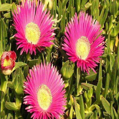 Carpobrotus Edulis, Ice Plant (small)