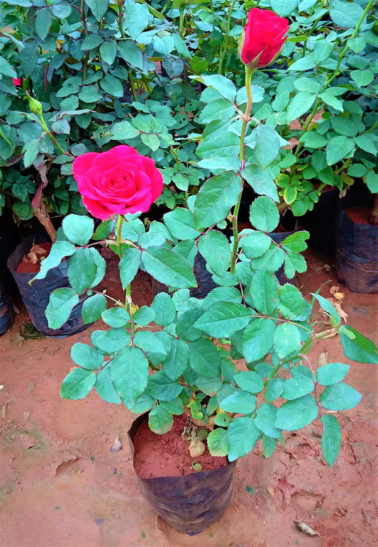 Rose Plant Outdoor