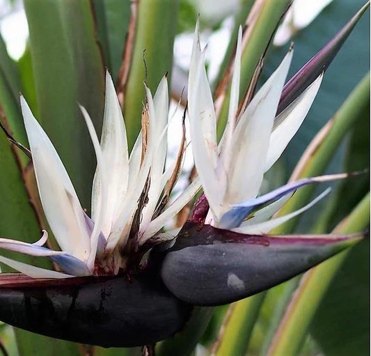 Bird of Paradise, Strelitzia Nicolai