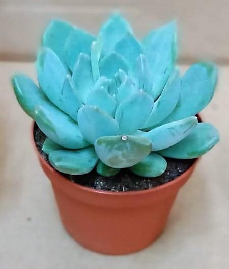 Echeveria succulent