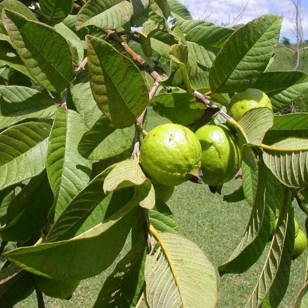 Guava Tree, Psidium Guajava